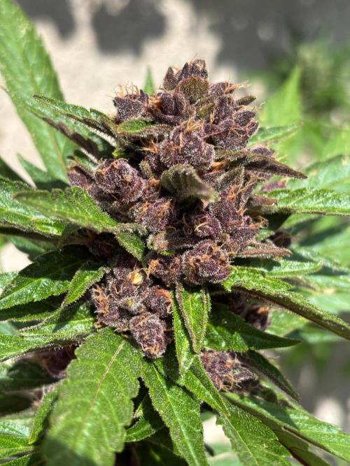 Lemon Cherry Cookies Auto Outdoor grow. Week 12