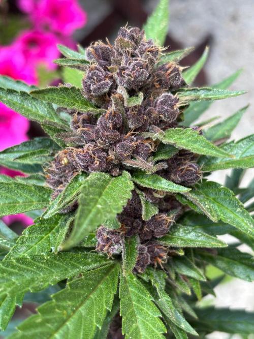 Lemon Cherry Cookies Auto Outdoor grow. Week 12