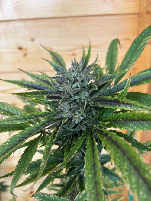 Guava Auto RF3 Outdoor grow. Week 12