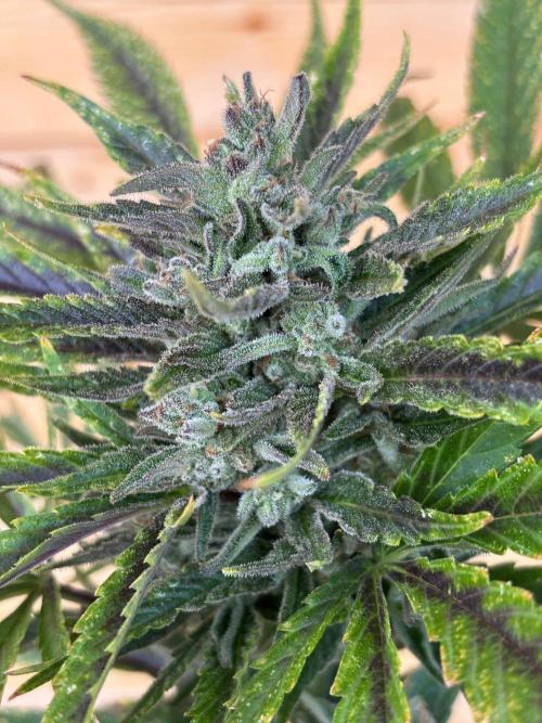 Guava Auto RF3 Outdoor grow. Week 12