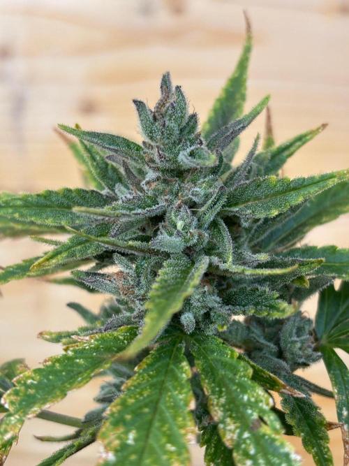 Guava Auto RF3 Outdoor grow. Week 12