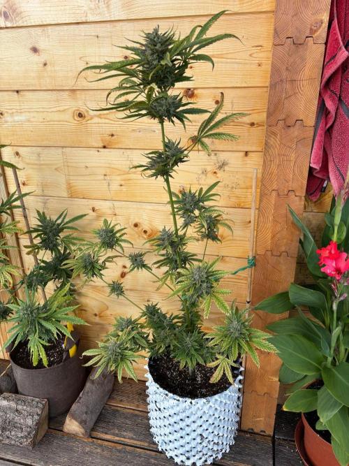 Guava Auto RF3 Outdoor grow. Week 12