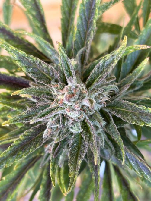 Guava Auto RF3 Outdoor grow. Week 12