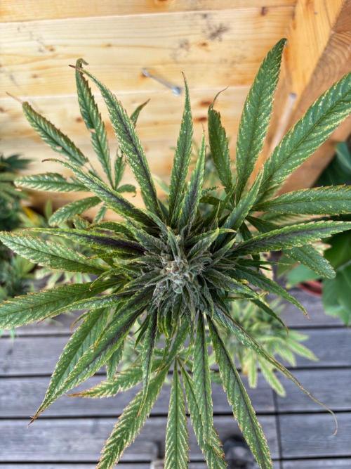 Guava Auto RF3 Outdoor grow. Week 12