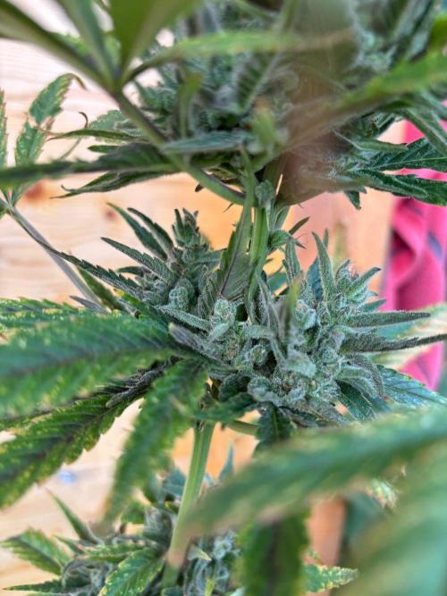 Guava Auto RF3 Outdoor grow. Week 12