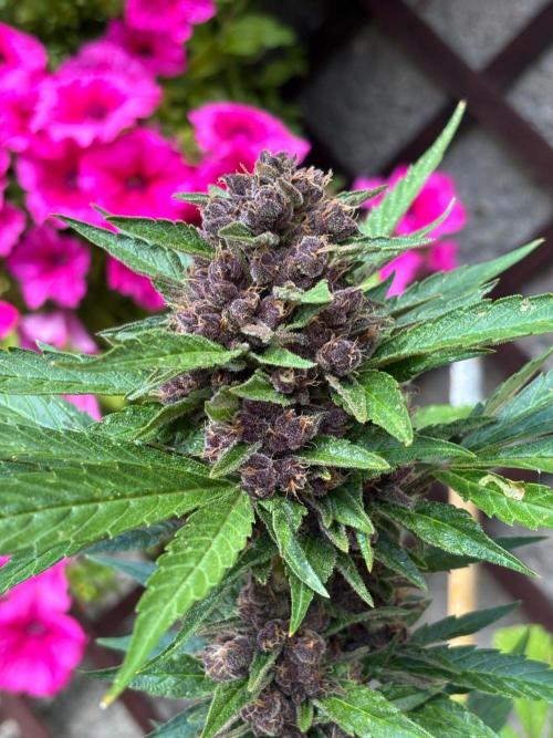 Lemon Cherry Cookies Auto Outdoor grow. Week 12