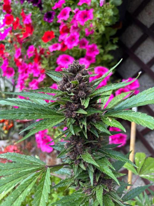 Lemon Cherry Cookies Auto Outdoor grow. Week 12