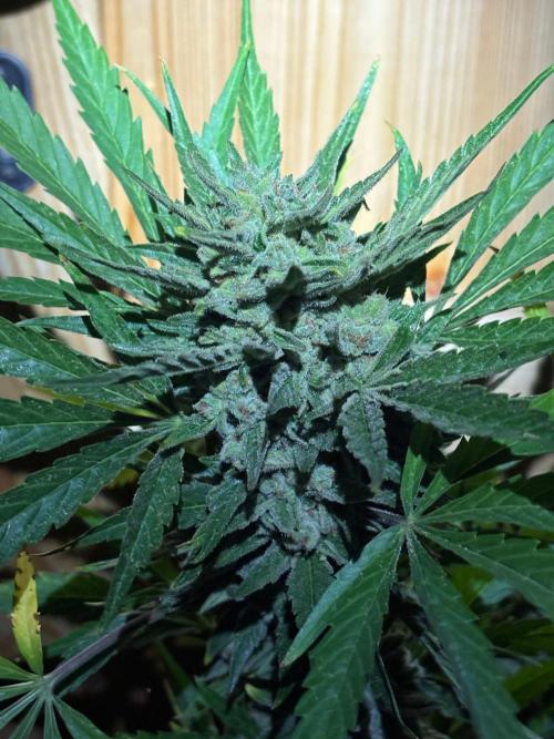 Lemon Cherry Cookies Auto Outdoor grow. Week 13