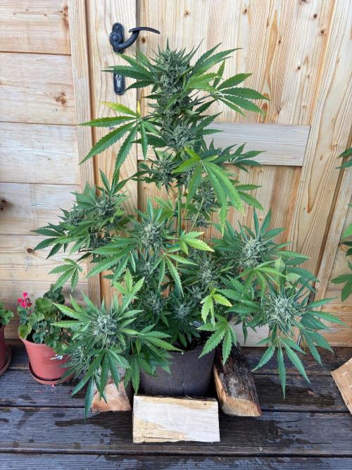 Lemon Cherry Cookies Auto Outdoor grow. Week 13