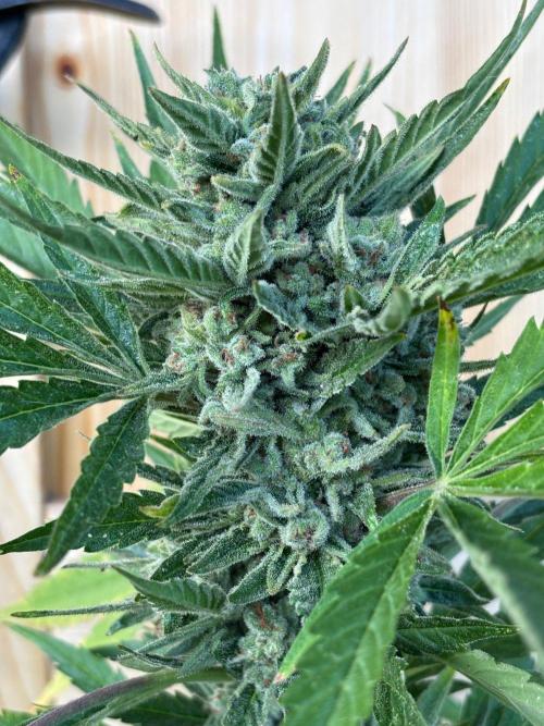 Lemon Cherry Cookies Auto Outdoor grow. Week 13