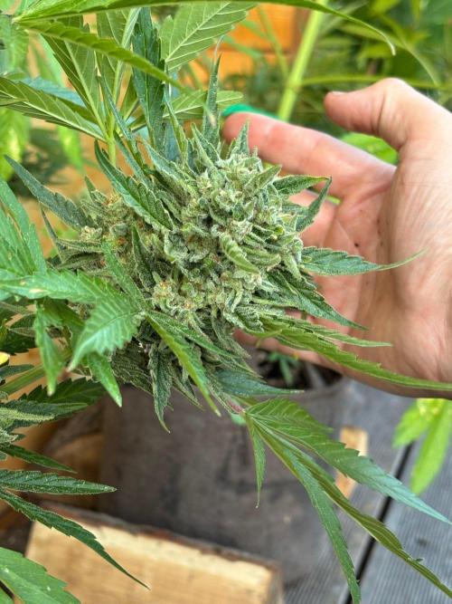 Lemon Cherry Cookies Auto Outdoor grow. Week 13