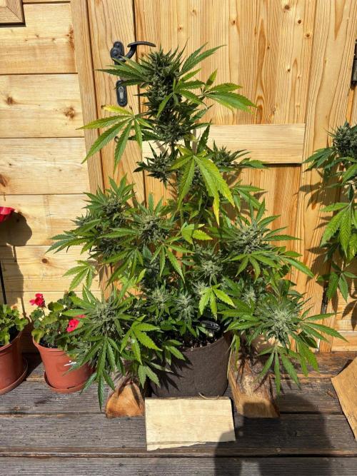 Lemon Cherry Cookies Auto Outdoor grow. Week 13