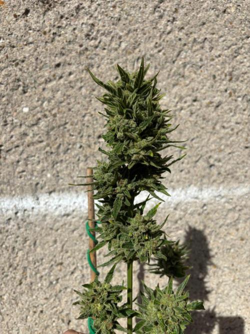 Lemon Cherry Cookies Auto Outdoor grow. Week 13