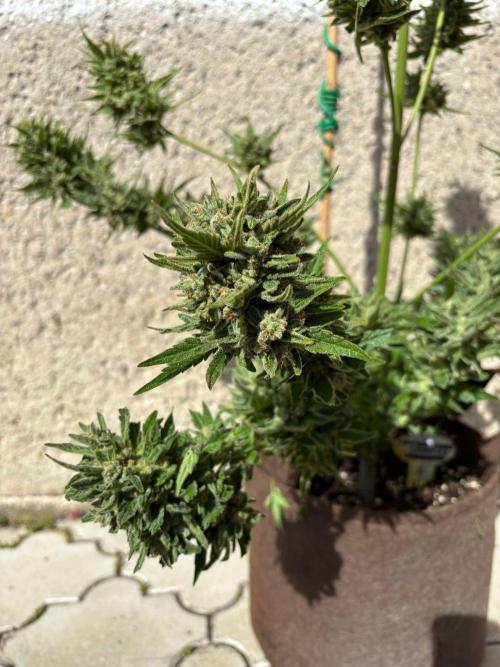 Lemon Cherry Cookies Auto Outdoor grow. Week 13