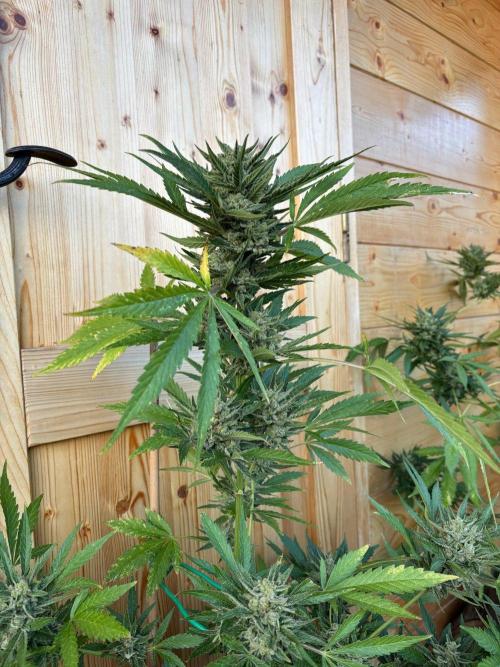 Lemon Cherry Cookies Auto Outdoor grow. Week 13