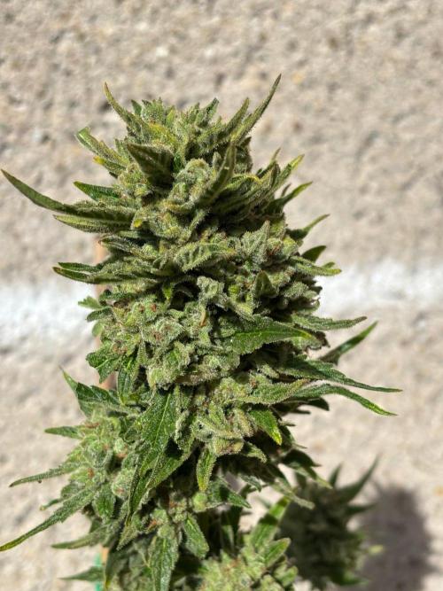 Lemon Cherry Cookies Auto Outdoor grow. Week 14
