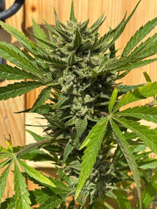 Lemon Cherry Cookies Auto Outdoor grow. Week 13