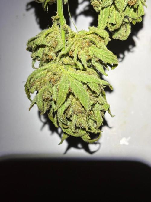 Lemon Cherry Cookies Auto Outdoor grow. Week 14