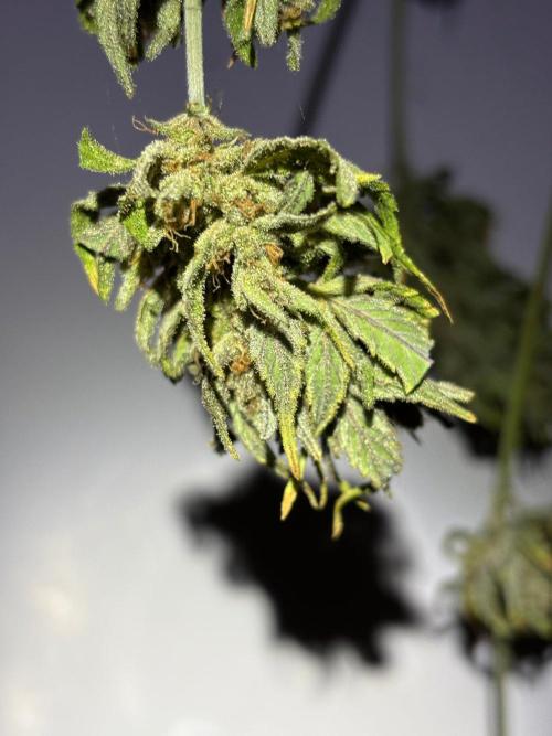 Guava Auto RF3 Outdoor grow. Week 13