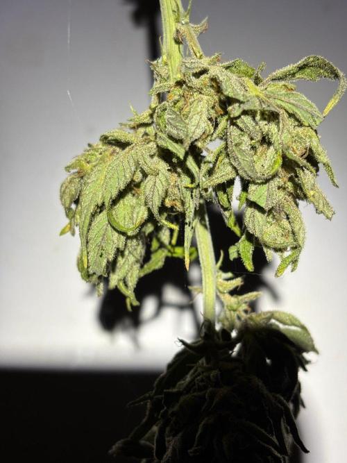 Guava Auto RF3 Outdoor grow. Week 13