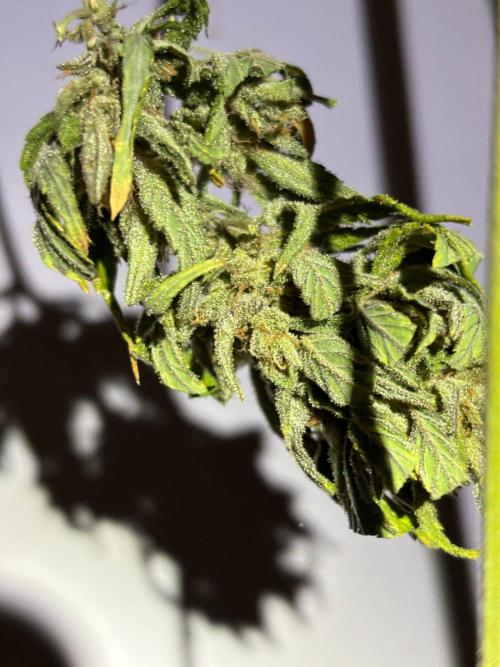Guava Auto RF3 Outdoor grow. Week 13