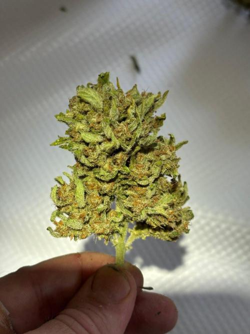 Lemon Cherry Cookies Auto Outdoor grow. Week 14