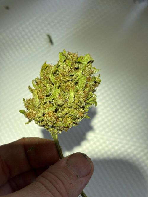 Lemon Cherry Cookies Auto Outdoor grow. Week 14