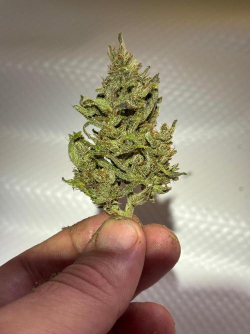 Guava Auto RF3 Outdoor grow. Week 13