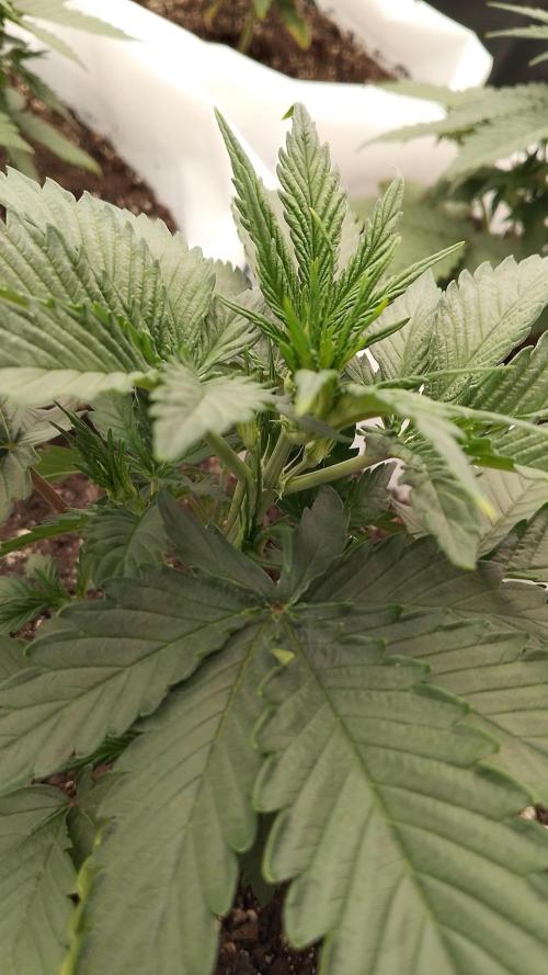 Spider Farmer. Week 3 - 1 Ztrawberryz auto 
