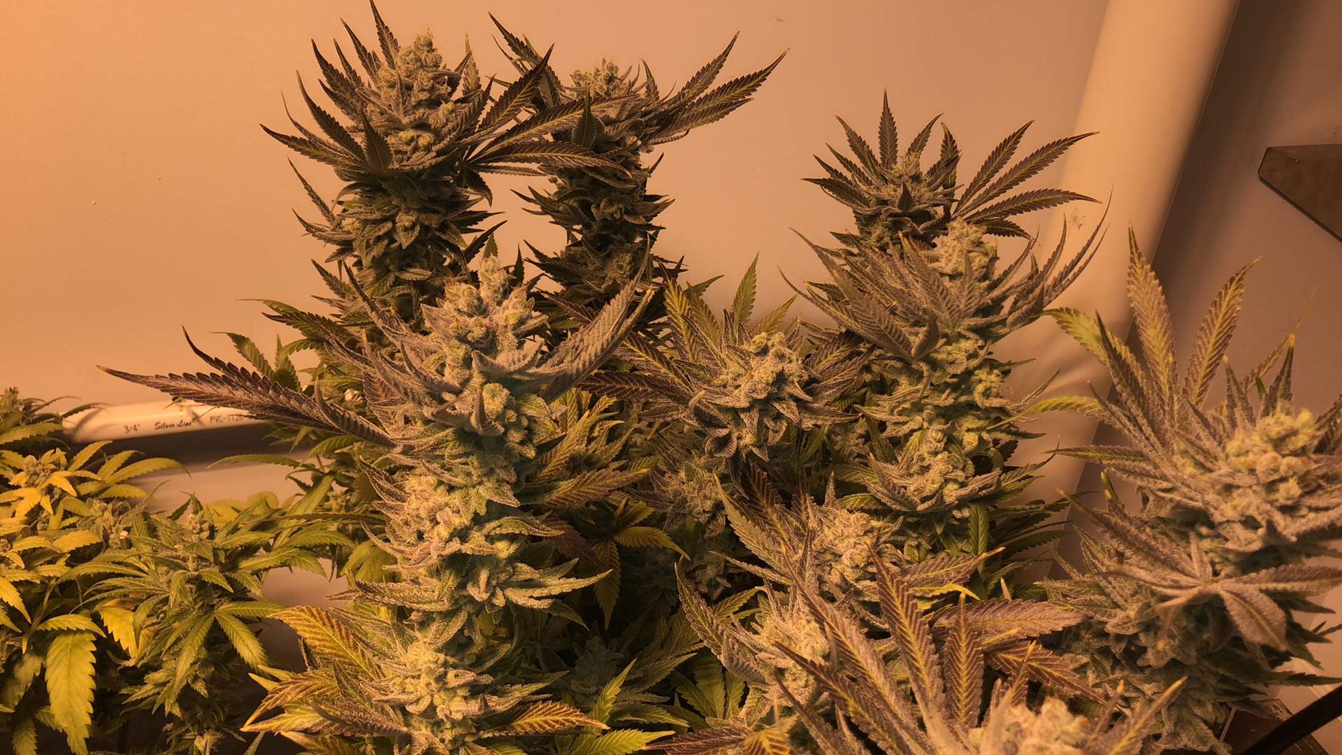 Nirvana White Widow, Nirvana Somango XXL, G13 x Strawberry Diesel grow