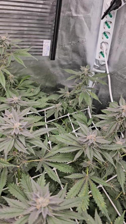Chimera 2 hydro