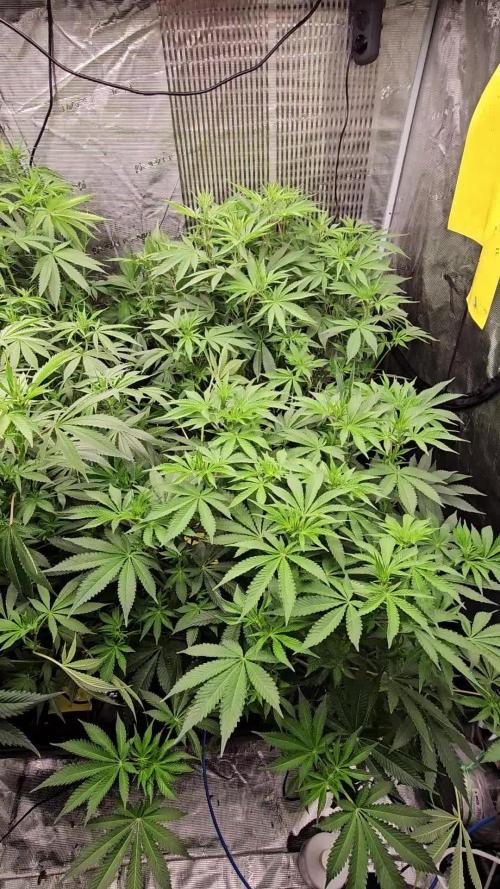 Blue Gelato 41 hydro