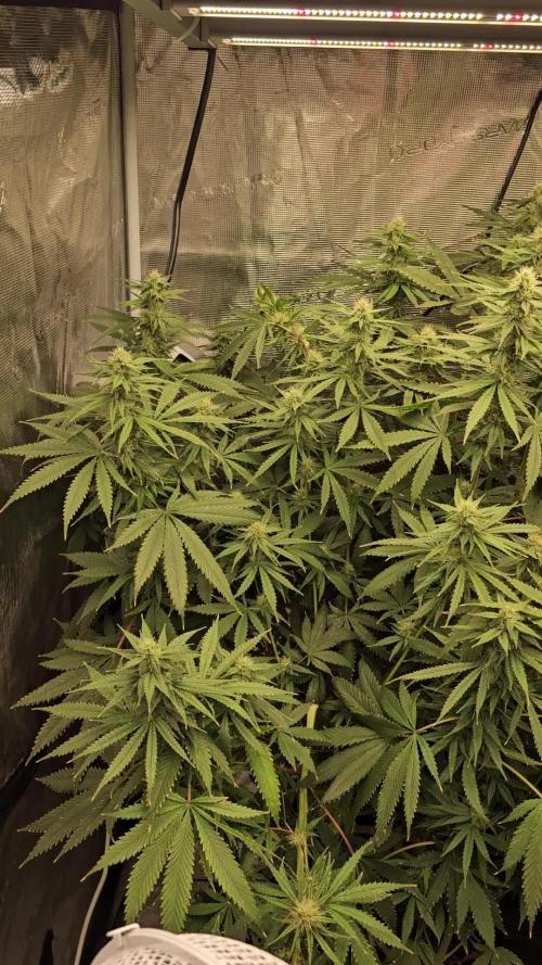 Blue Gelato 41 hydro