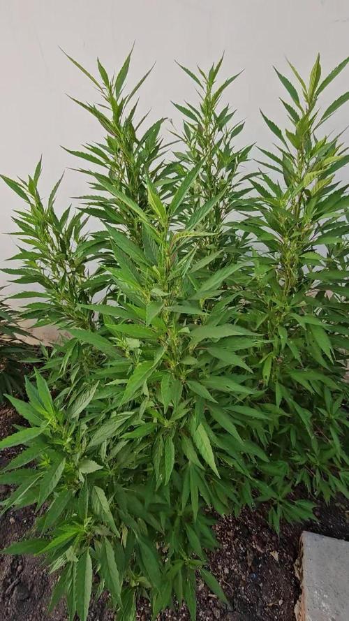 Blue Gelato 41 outdoor