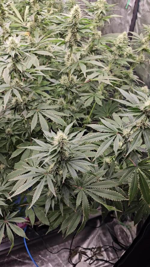 Blue Gelato 41 hydro