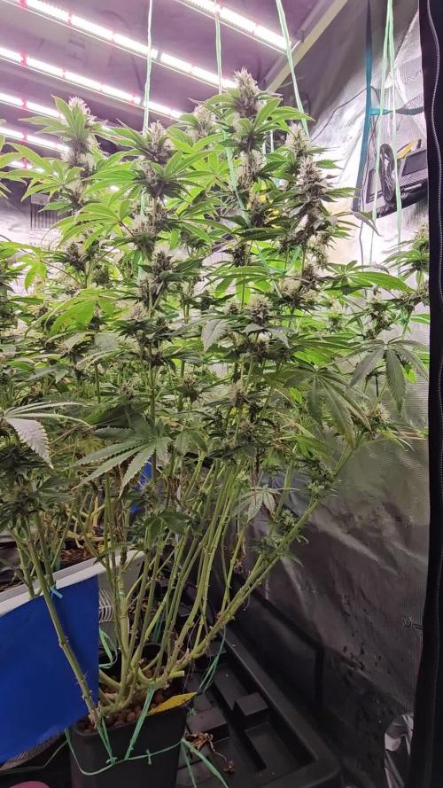 Blue Gelato 41 hydro
