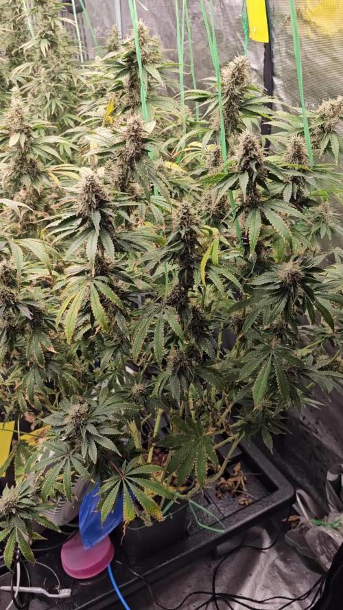 Blue Gelato 41 hydro