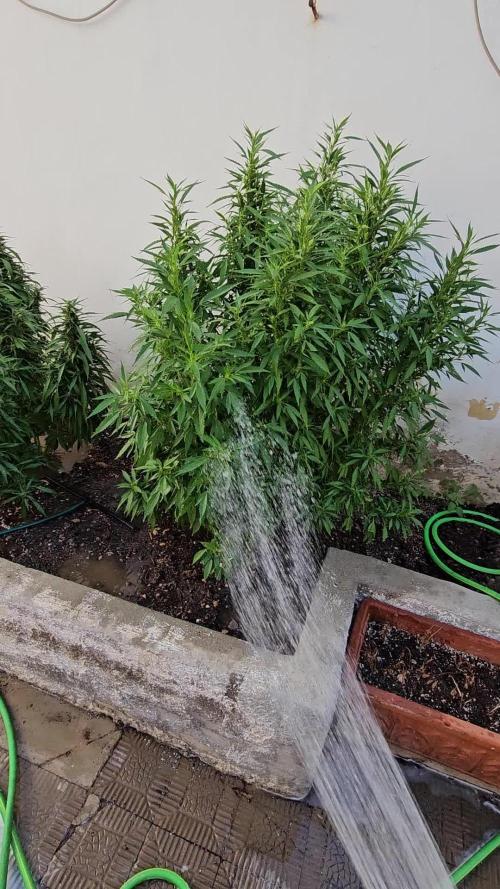 Blue Gelato 41 outdoor