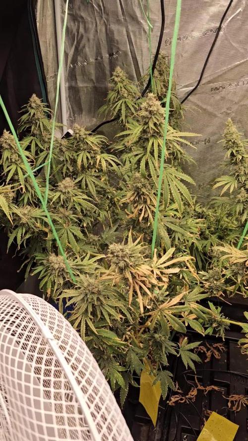 Blue Gelato 41 hydro