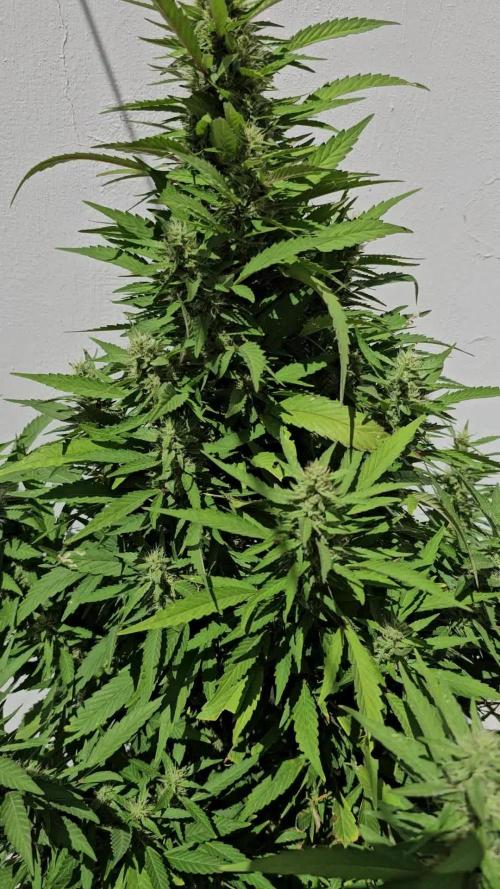 Blue Gelato 41 outdoor