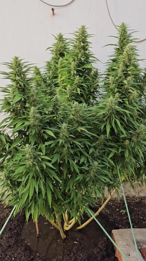 Blue Gelato 41 outdoor