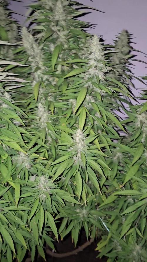 Blue Gelato 41 outdoor