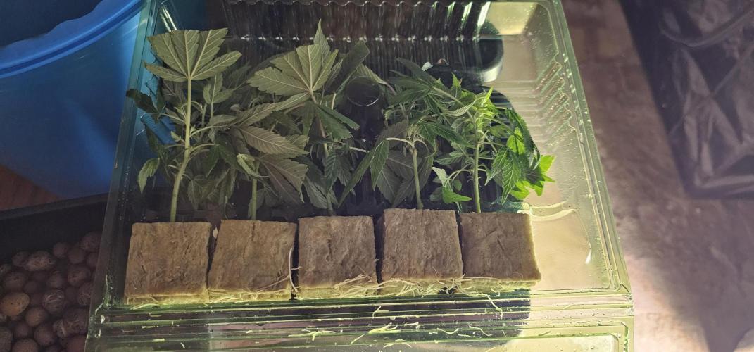 London pound cake x jealousy x zowahh. Week 1