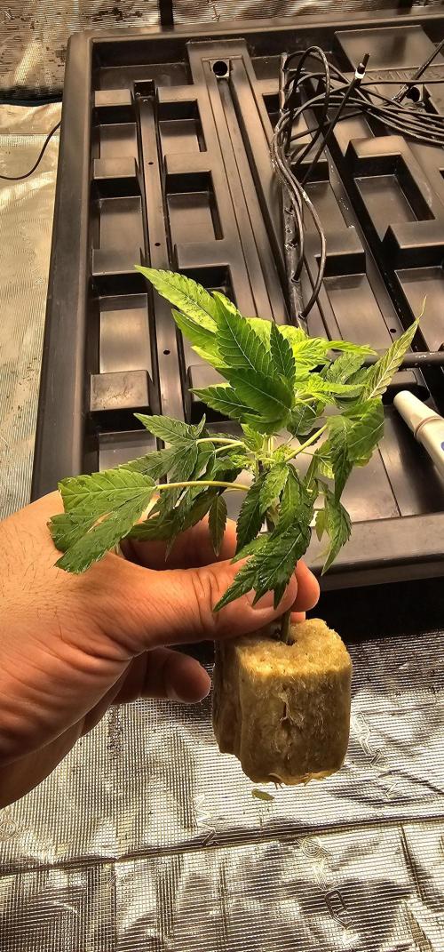 London pound cake x jealousy x zowahh. Week 1