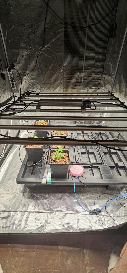 London pound cake x jealousy x zowahh. Week 1