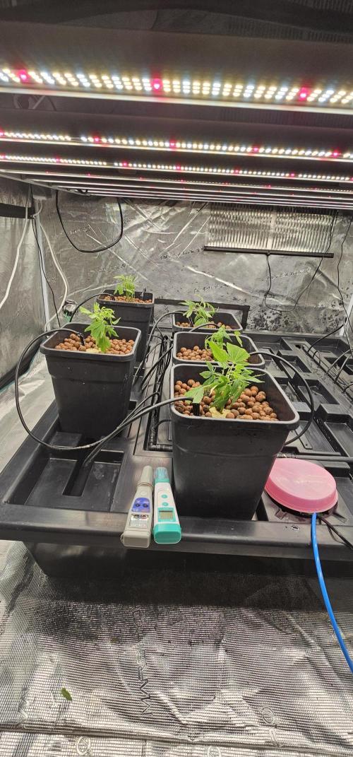 London pound cake x jealousy x zowahh. Week 1