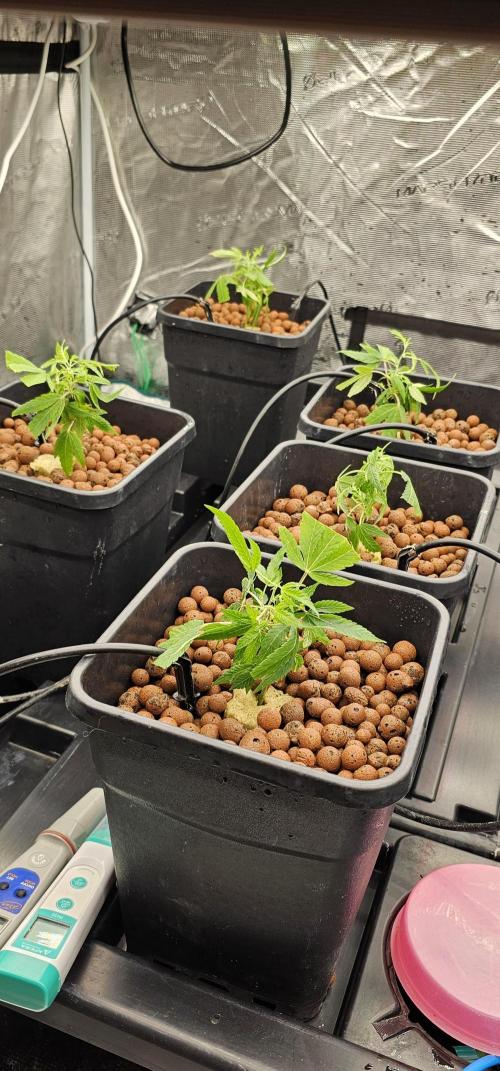 London pound cake x jealousy x zowahh. Week 1