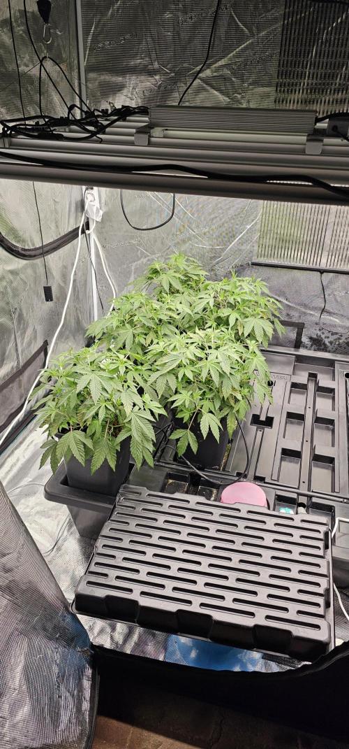 London pound cake x jealousy x zowahh. Week 3