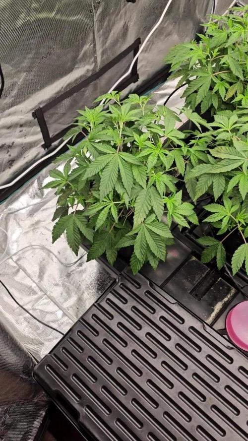 London pound cake x jealousy x zowahh