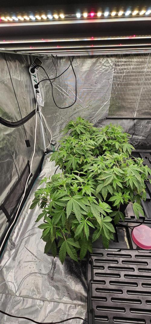 London pound cake x jealousy x zowahh. Week 3